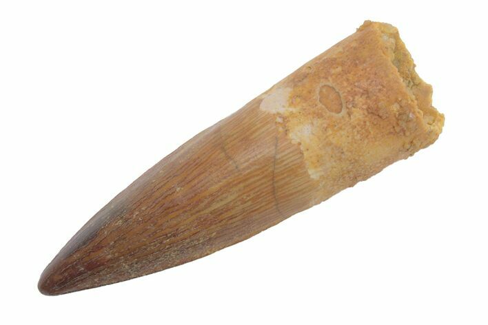 Fossil Spinosaurus Tooth - Exceptional Preservation #222561